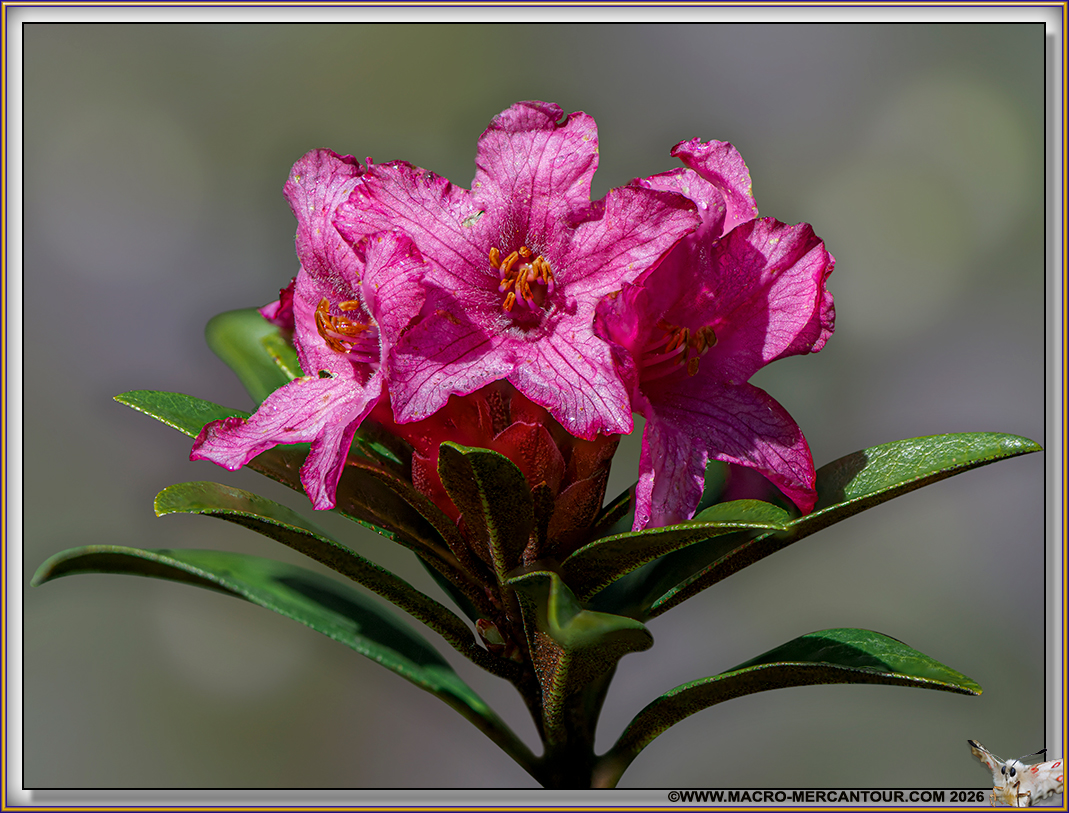 Rhodendrons